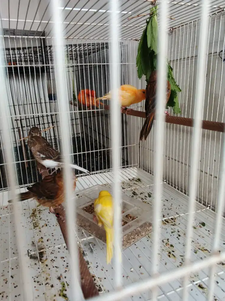 Burung kenari faud