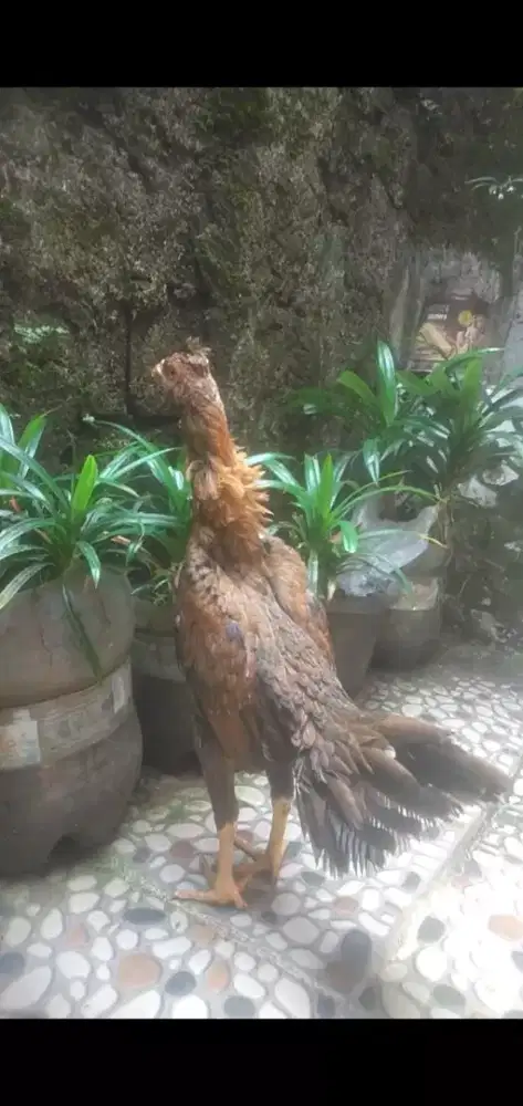 Ayam Bangkok jambul IQ×ekor lidi