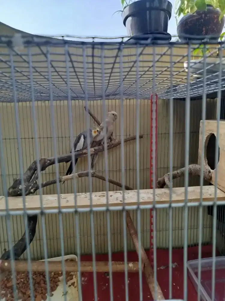 Falk parkit australi sepasang