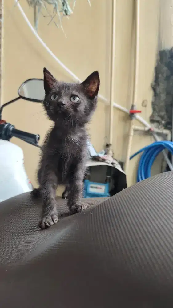 BSH Munchkin Jantan Usia 2 Bulan