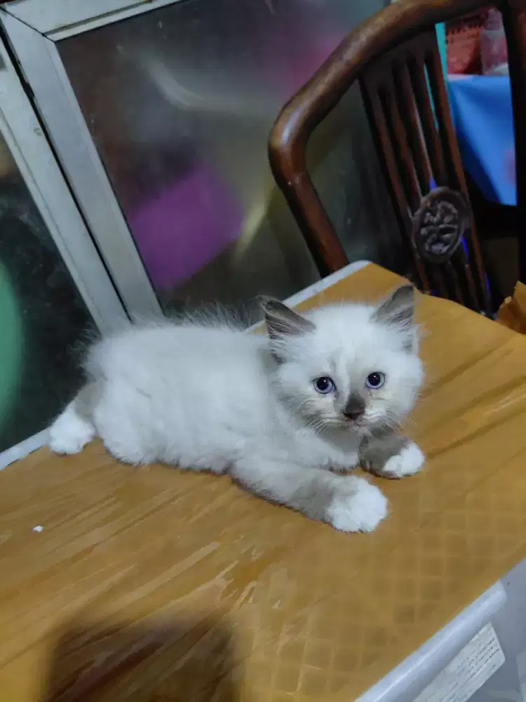 Lepas adopsi kitten 2 bulan
