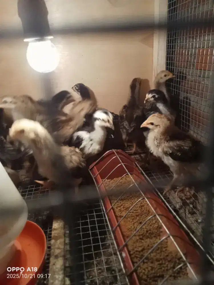 Anak ayam siyam campuran