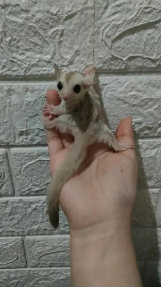 SUGAR GLIDER CREAMINO