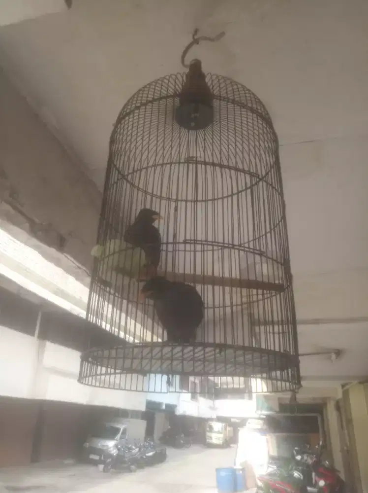 Jual cepet aja ni 2anakan jalak kebo maput
