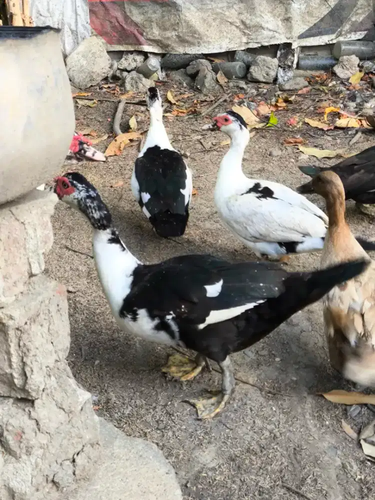 Bebek selati jantan