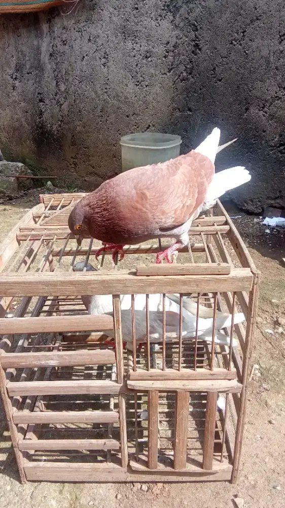 Merpati balap badan empuk