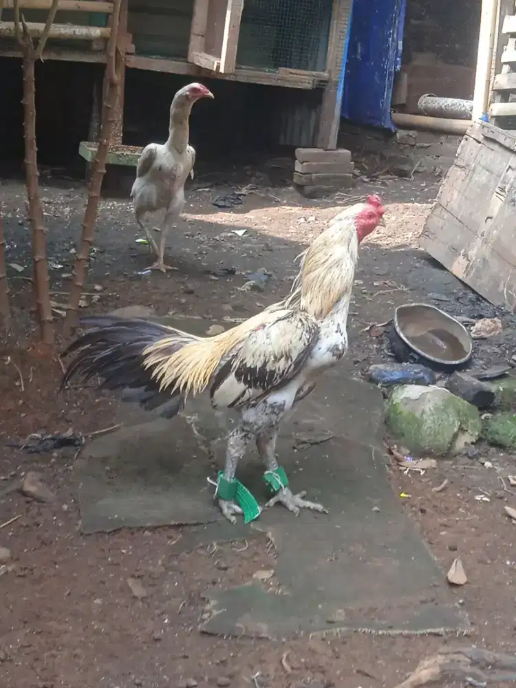 Ayam bangkok mangon