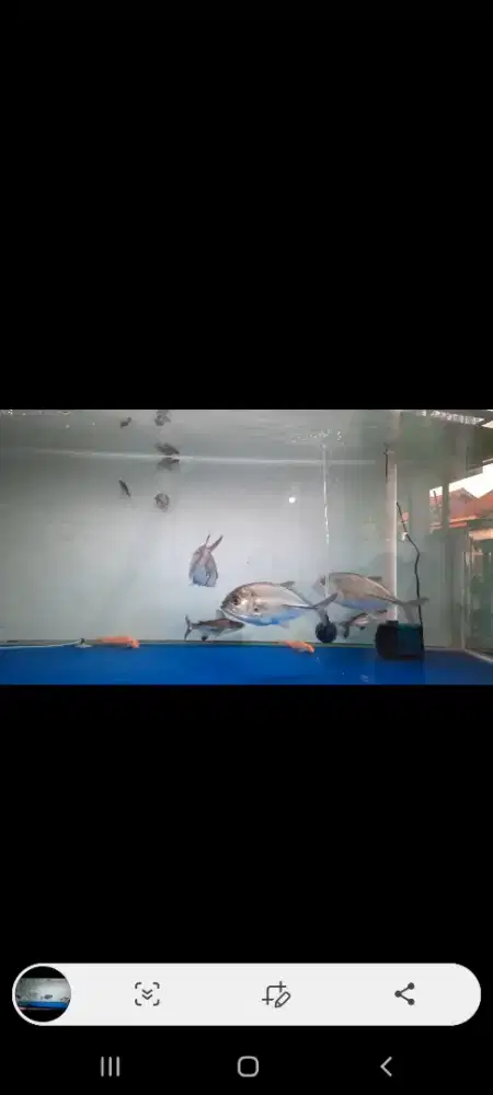 Ikan GT air tawar