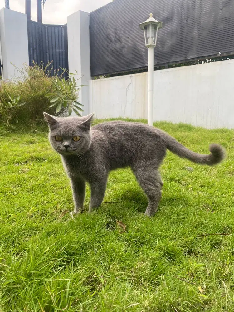 British short hair (BSH)
