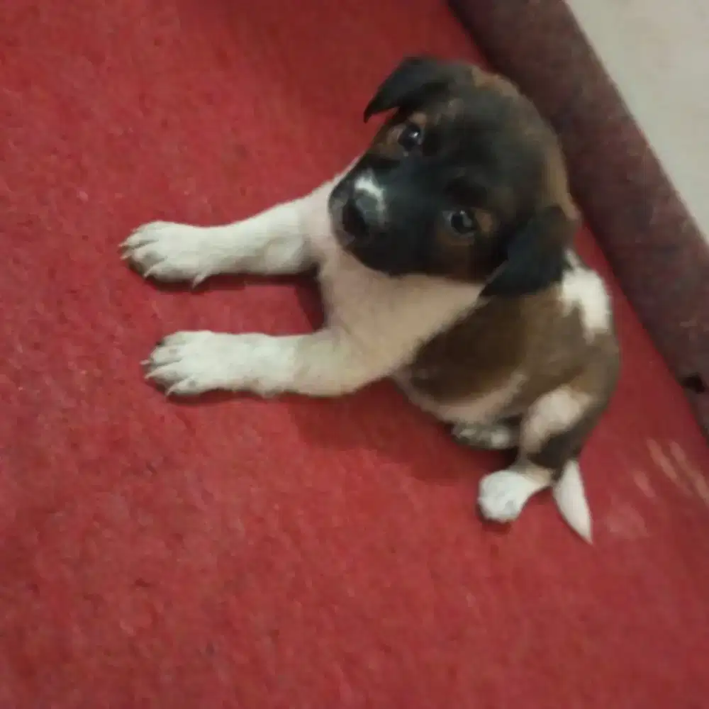Anak anjing ras besar