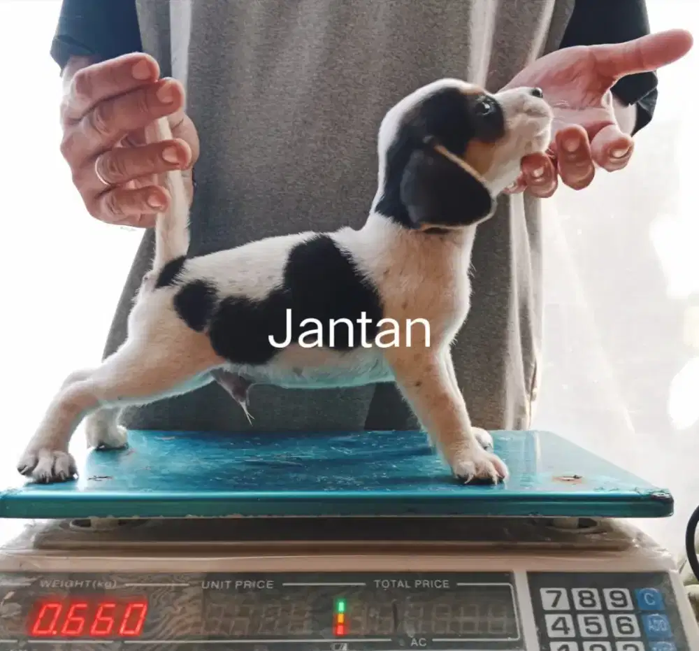 Anakan beagle jantan