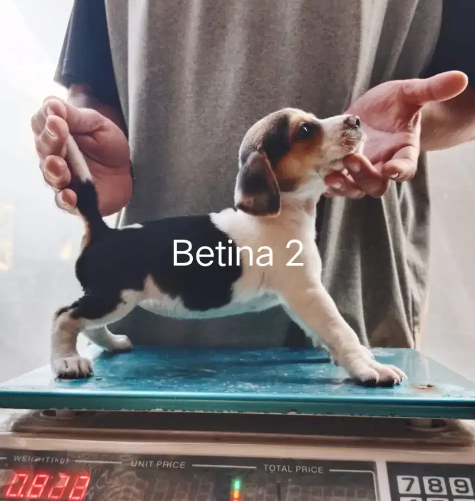 Anakan beagle betina