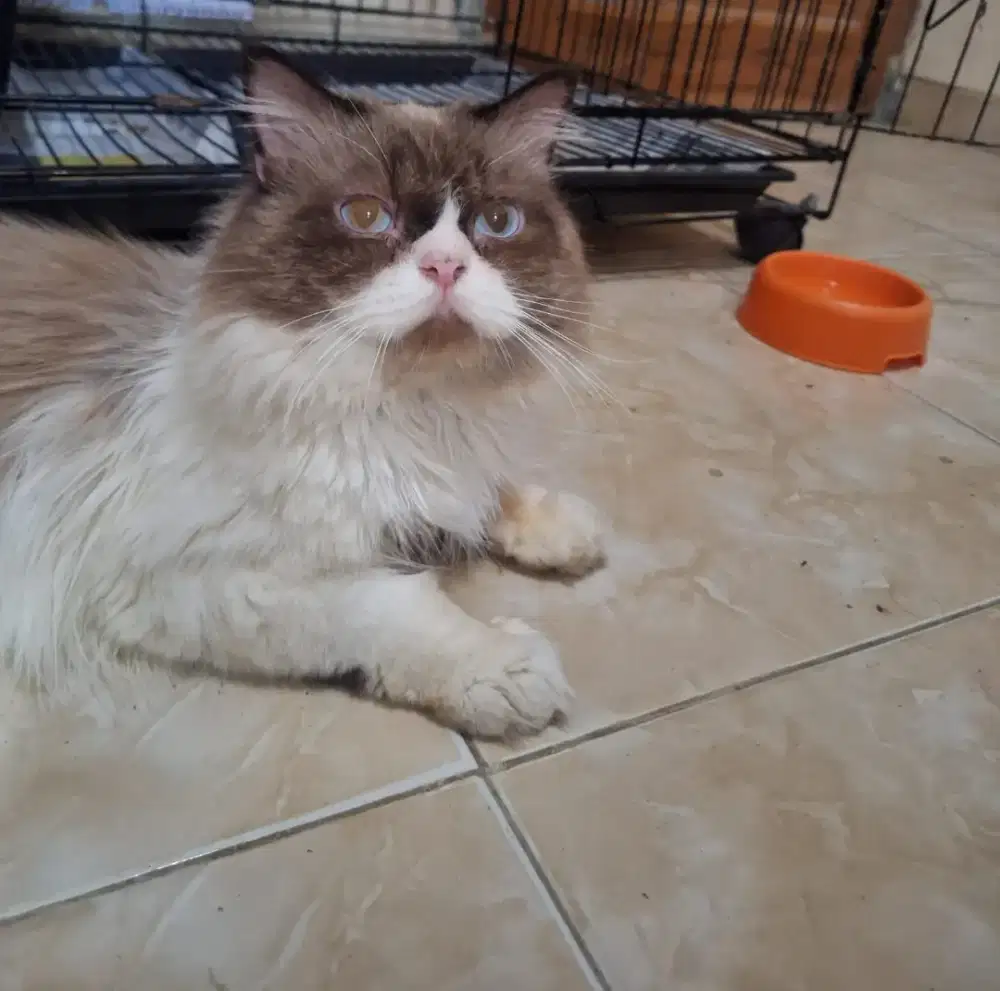Ragdoll jantan / pejantan