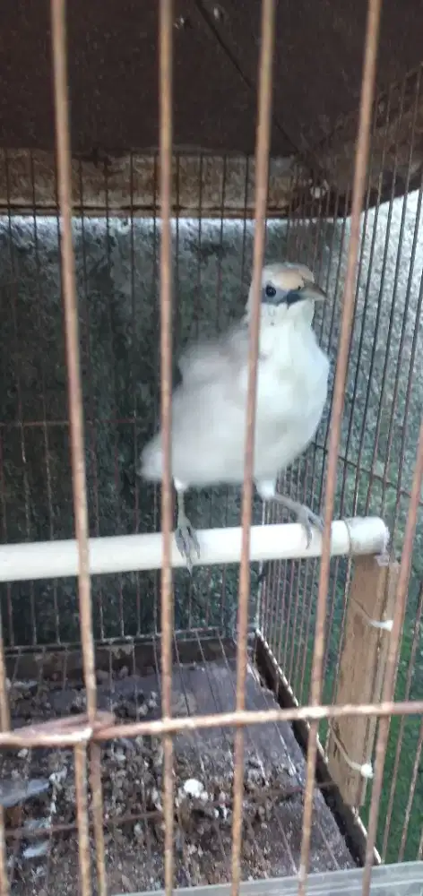 Jalak Hibrid Muda