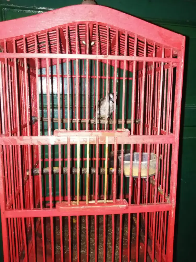 Dijual burung trucuk fullset