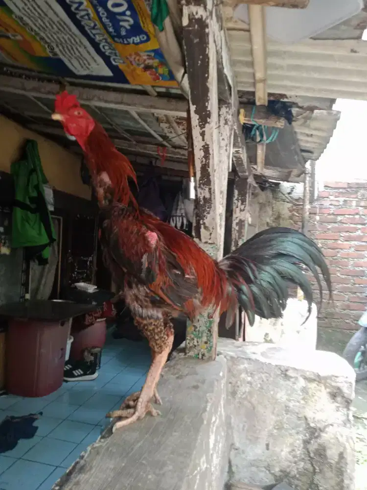Ayam Bangkok jantan ukuran 4