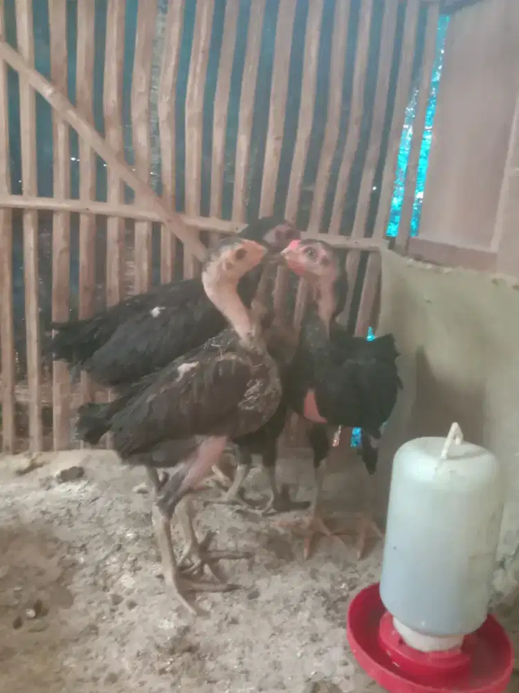 Anakan ayam Pama IQ