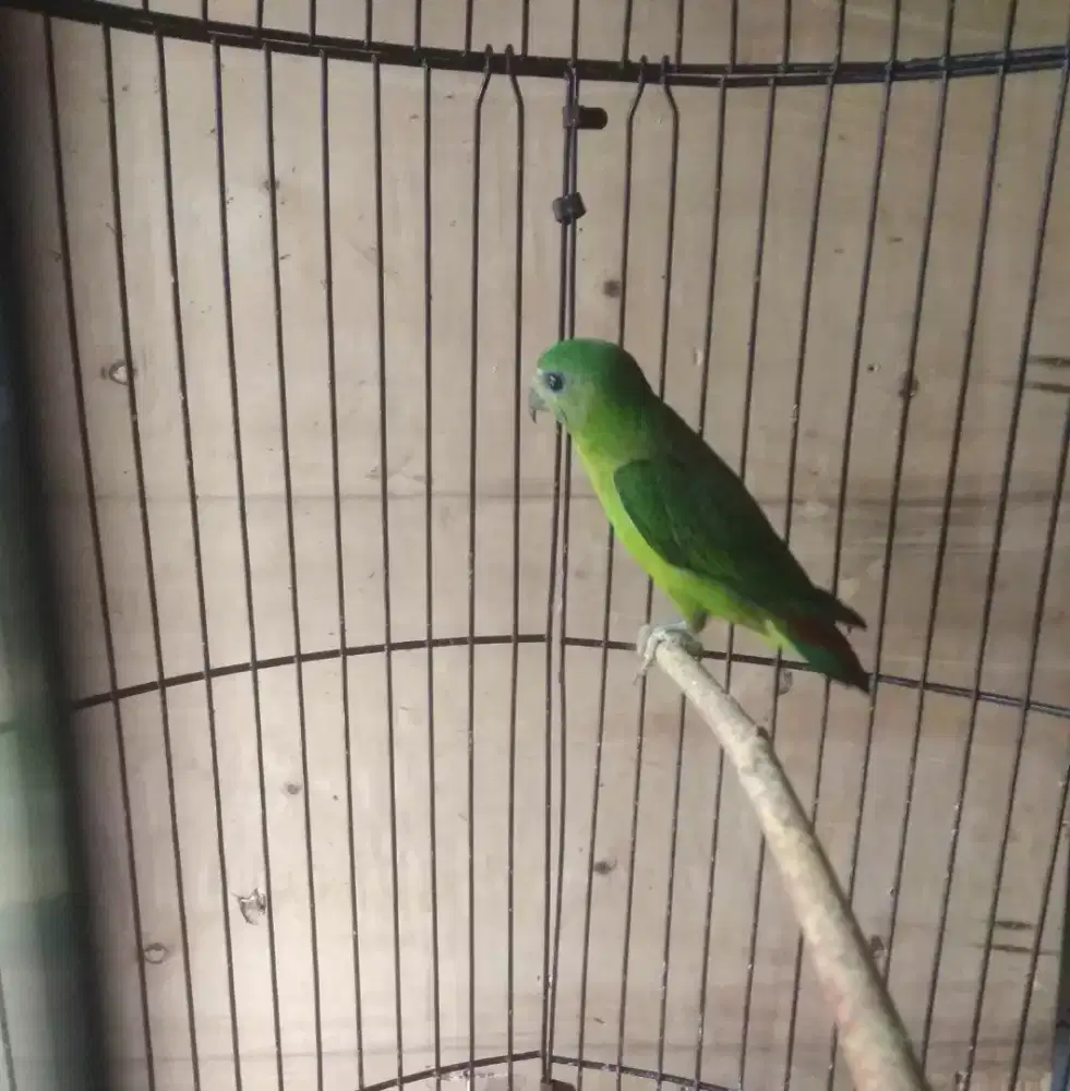 Burung serindit rajin