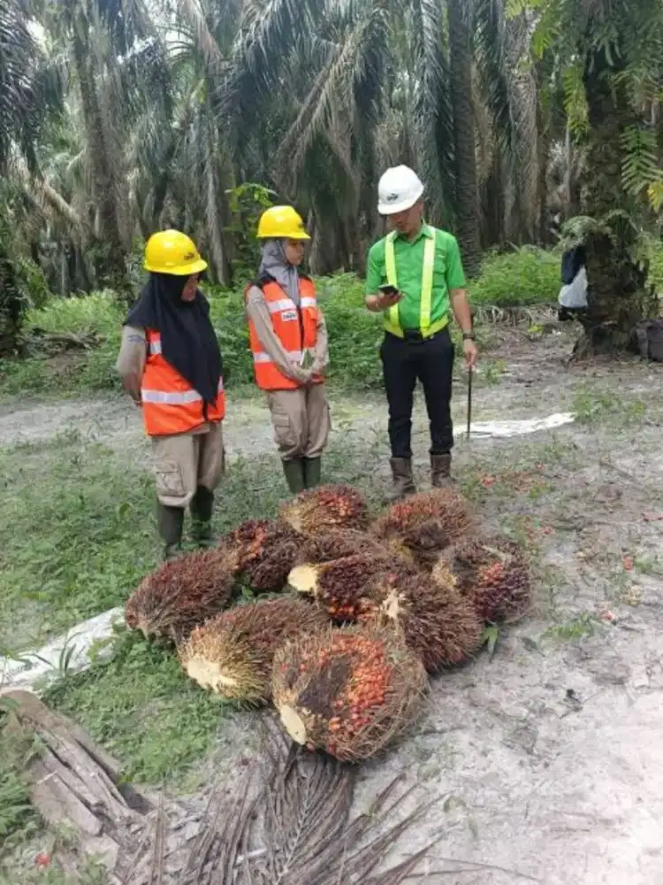 Butuh cepat karyawan panen kebun HTI