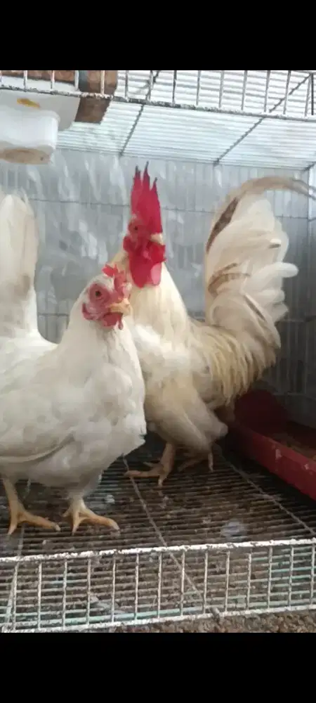 Ayam kate sepasang putih