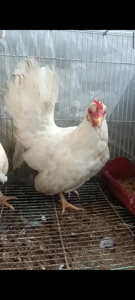 Ayam kate betina putih