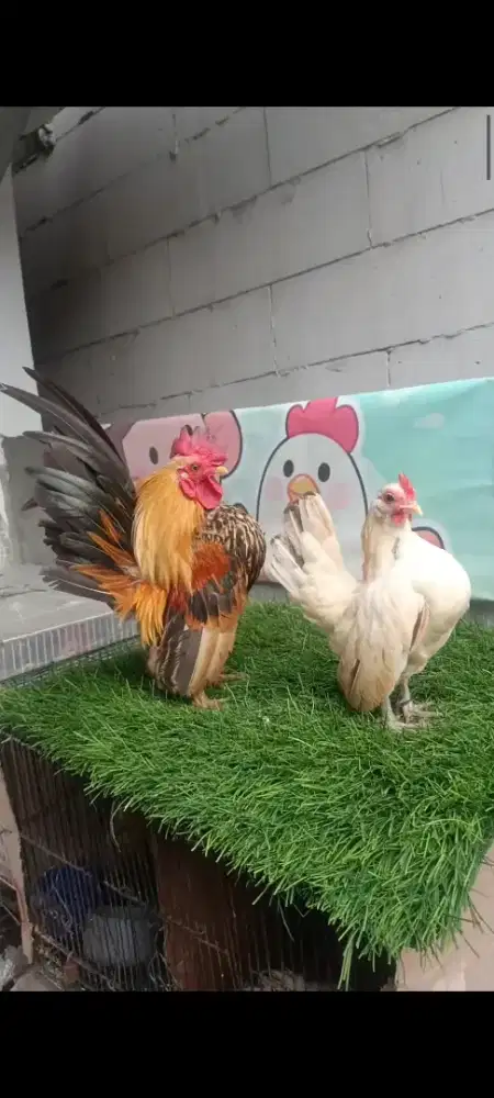 Ayam serama sepasang