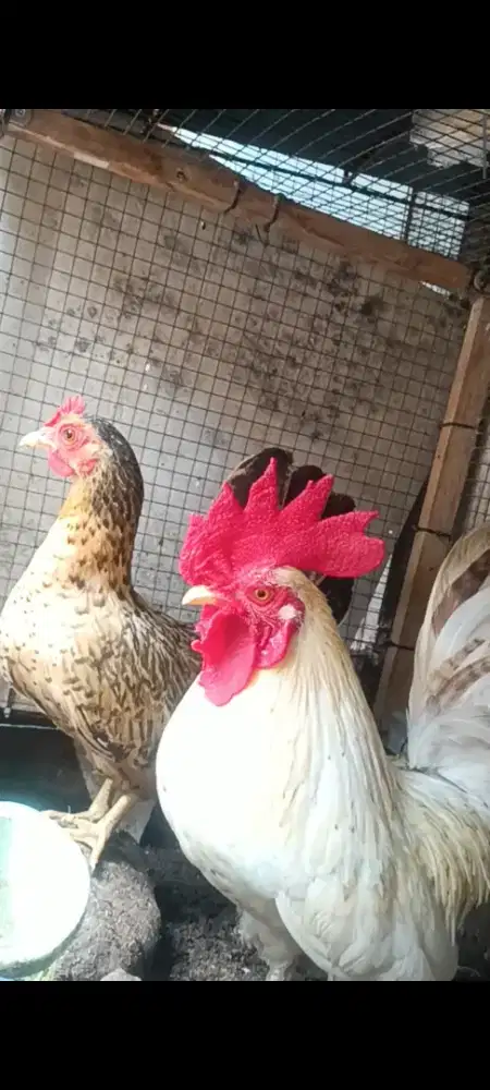 Ayam kate sepasang dewasa