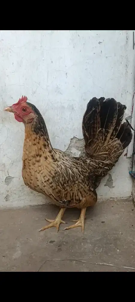 Ayam kate betina dewasa