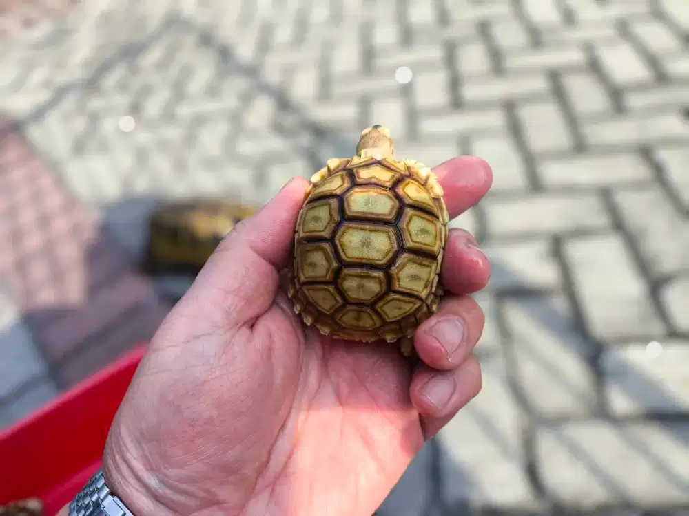 SULCATA (A) Baby 7,5cm DOME CAKEP