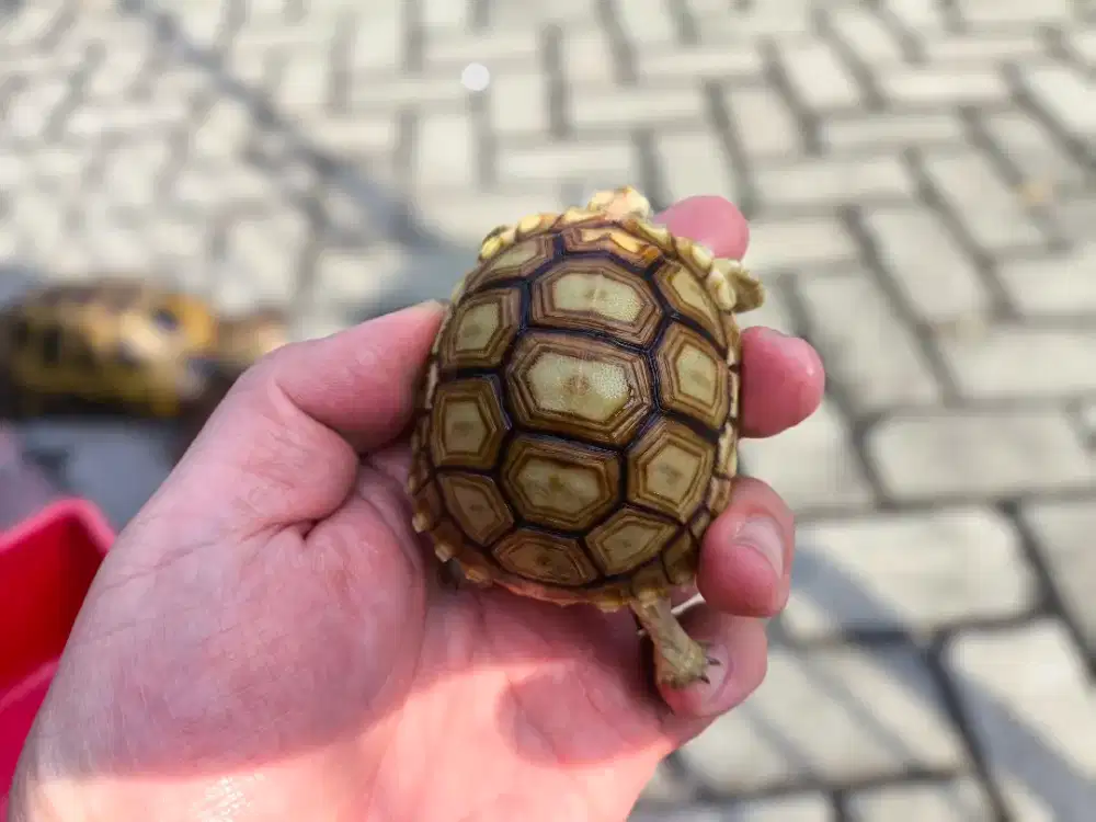 SULCATA (B) Baby 7,5cm DOME CAKEP