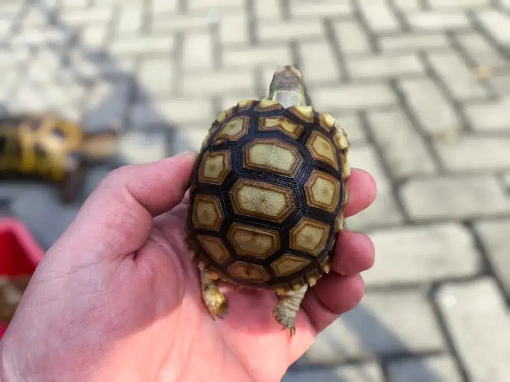SULCATA (C) Baby 8,5cm DOME CAKEP