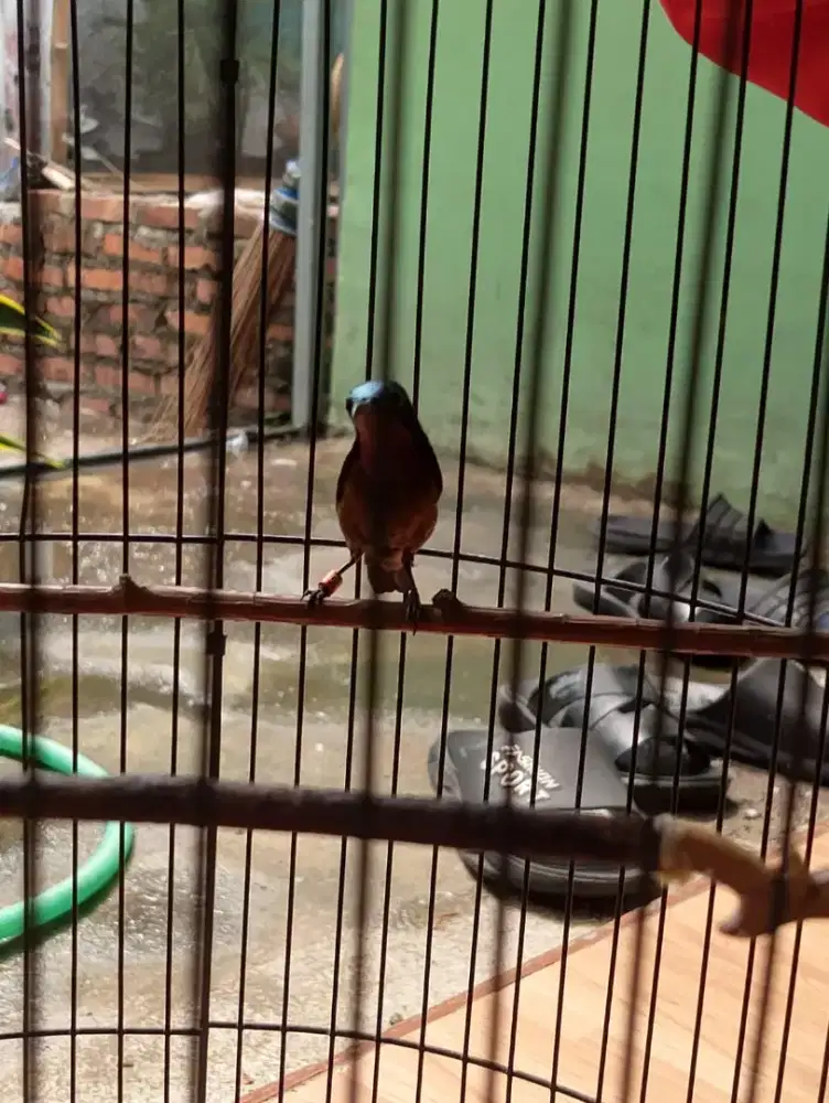 Kolibri dada coklat