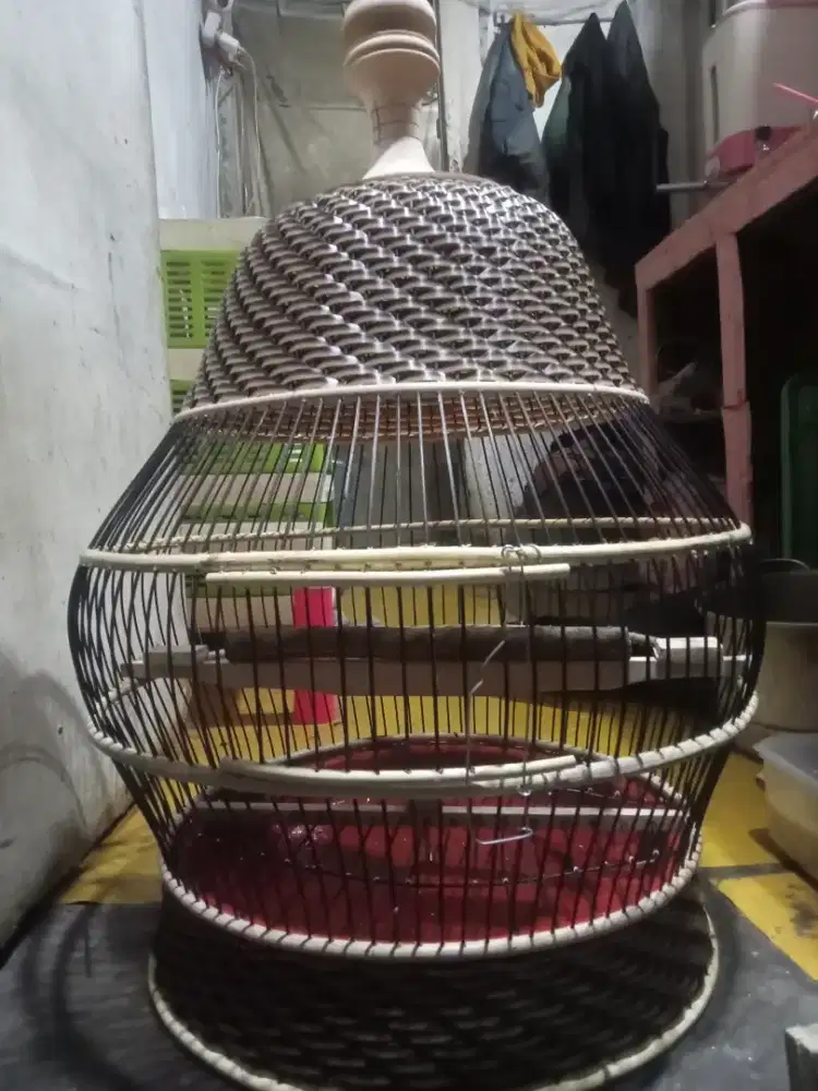 Sangkar tekukur kendi TB copotan baru