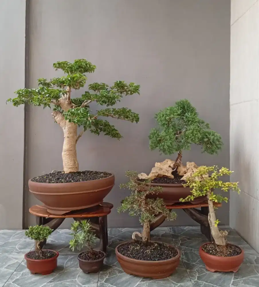Borongan murah bonsai hias cantik ada 6 pot
