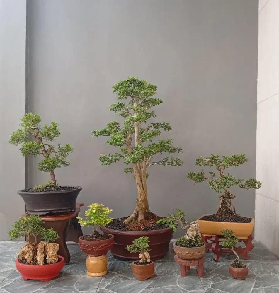 8 pot bonsai hias mini keren