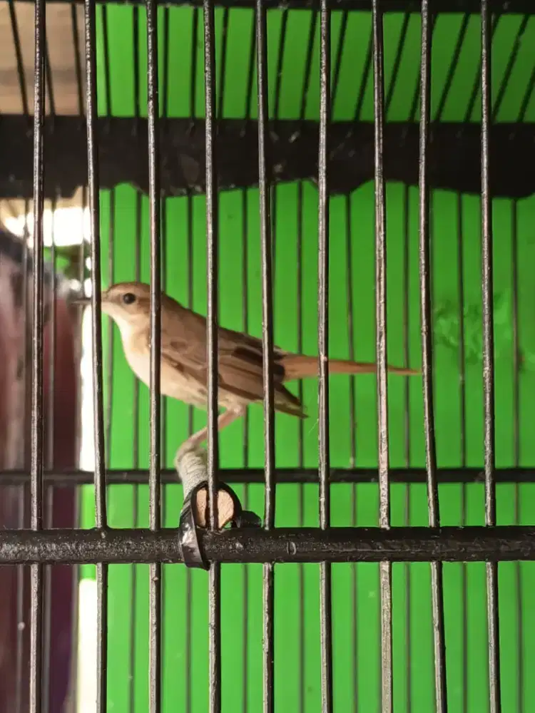 Nightingale (siklon) & Murai batu