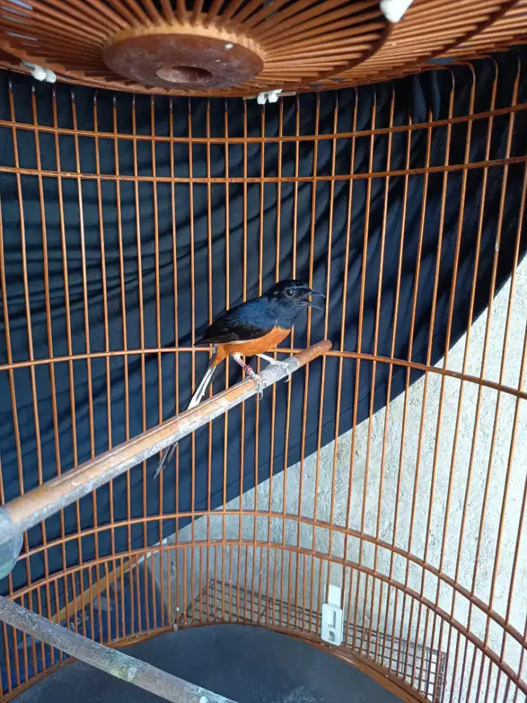 Murai batu di Cibubur