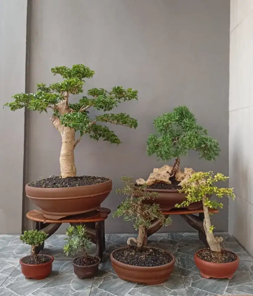 Bonsai mini imut ada 6 pohon