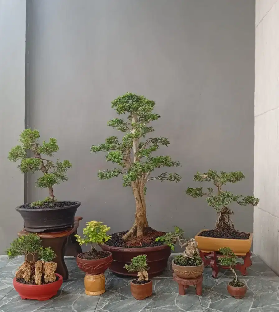 Bonsai mini siap pajang ada 8 pohon