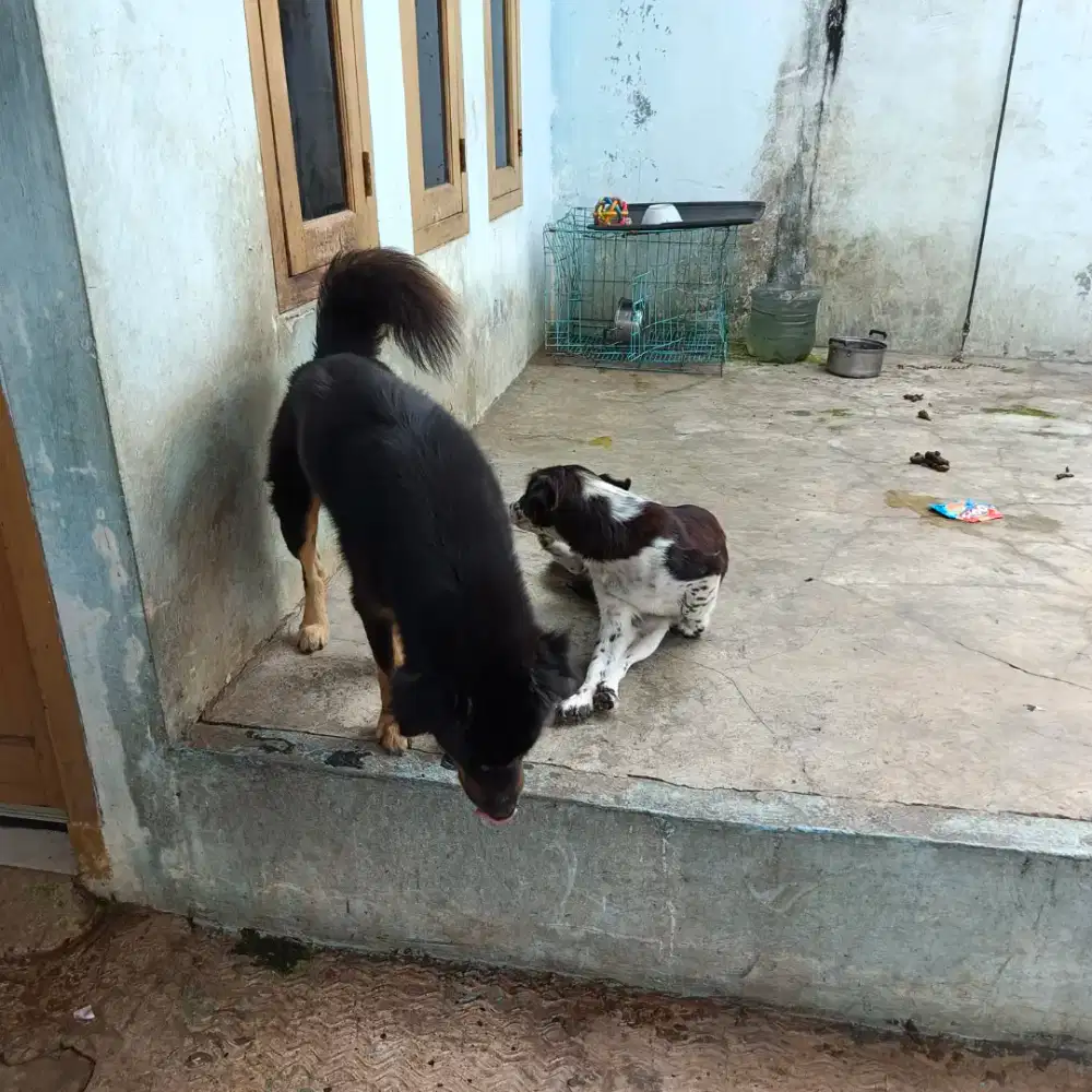 Open adopsi gratis.. Kintamani