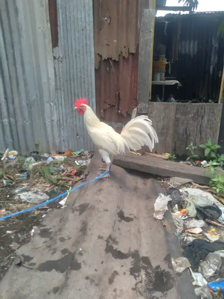 Ayam kampung putih