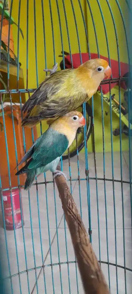 Lovebird produksi  Biola Pb ewuing x Biola pb blue