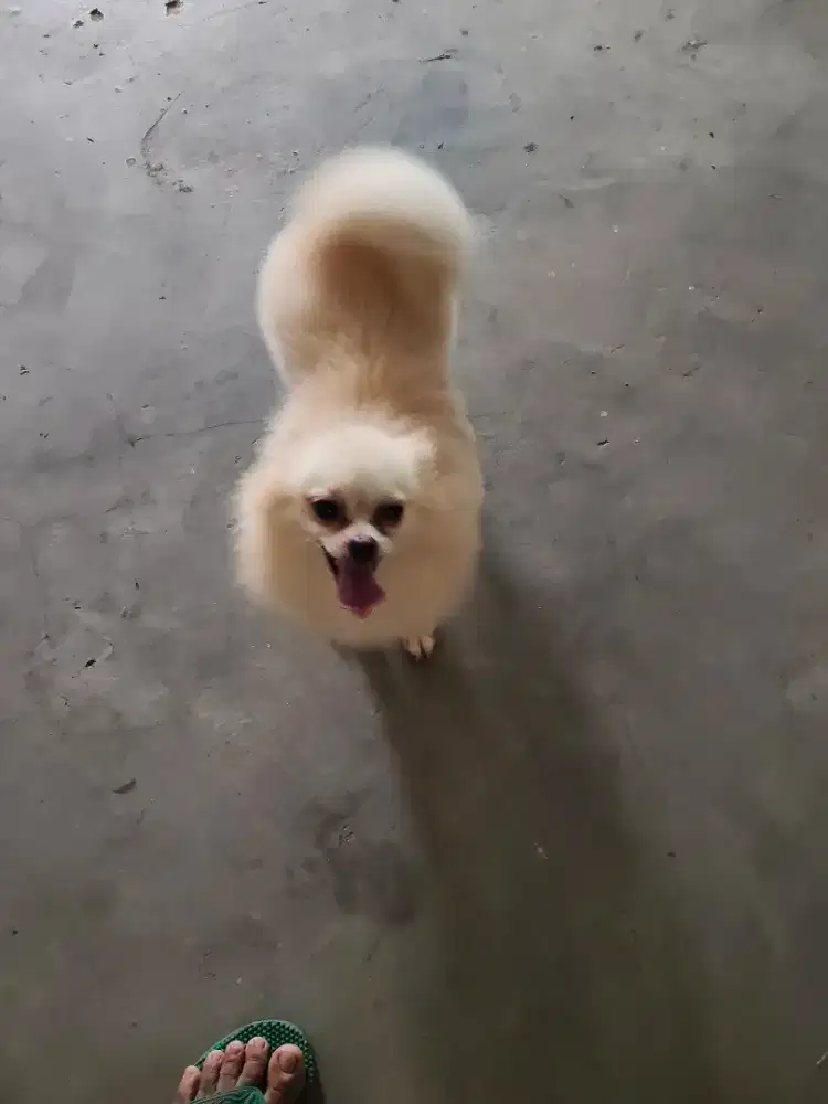 Anjing minipom umur 15 bulan