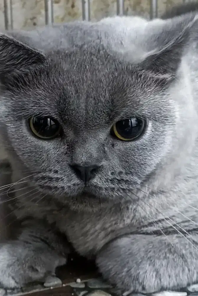 BSH betina 2thn (non proven).. Gembull