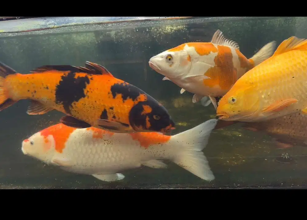 Ikan Koi Jual BU Bosen