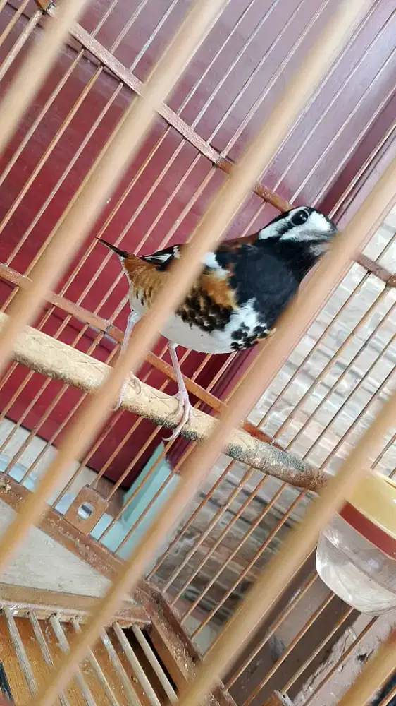 Burung Anis macan