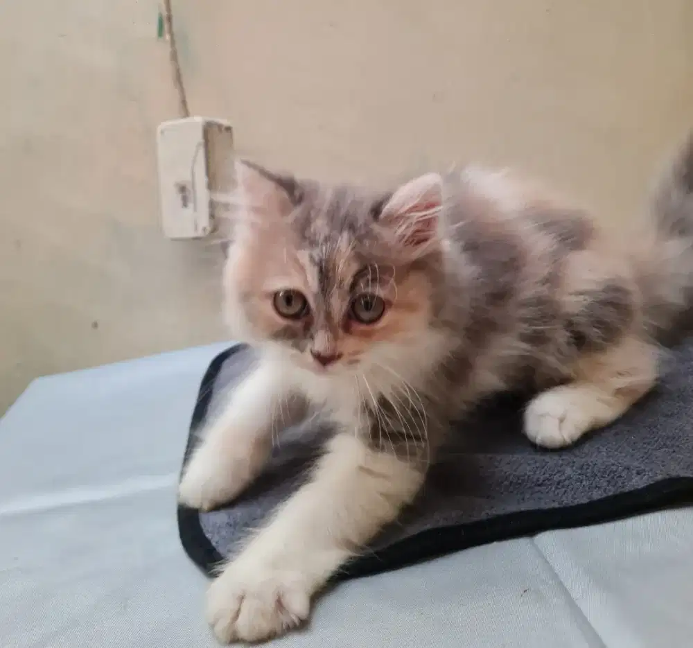 Kitten Persia Calico