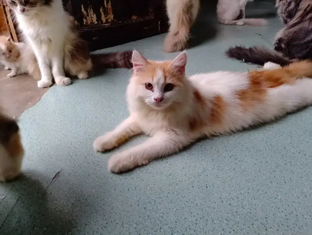 Lepas adopsi persia