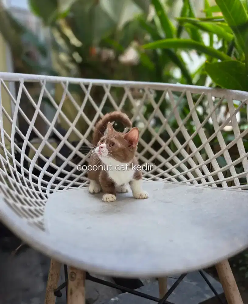 Kucing bsh munchkin cinnamon