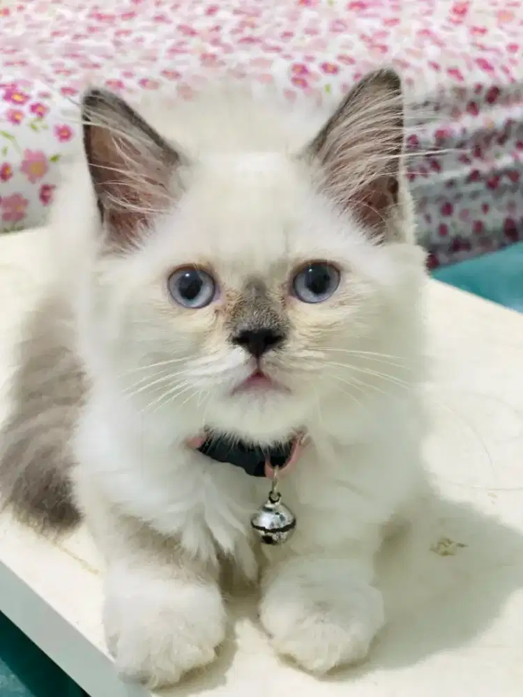 Lepas adop kitten himalaya